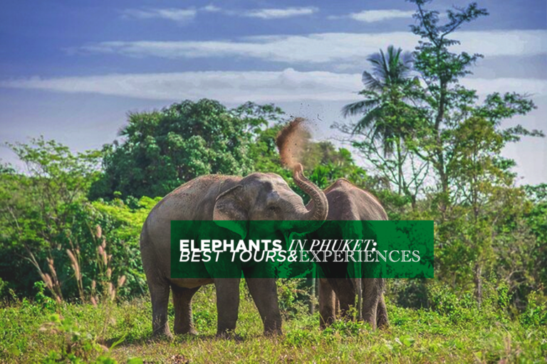 9 Ethical Elephant Sanctuaries in Phuket: Best Tours & Experiences (2024)