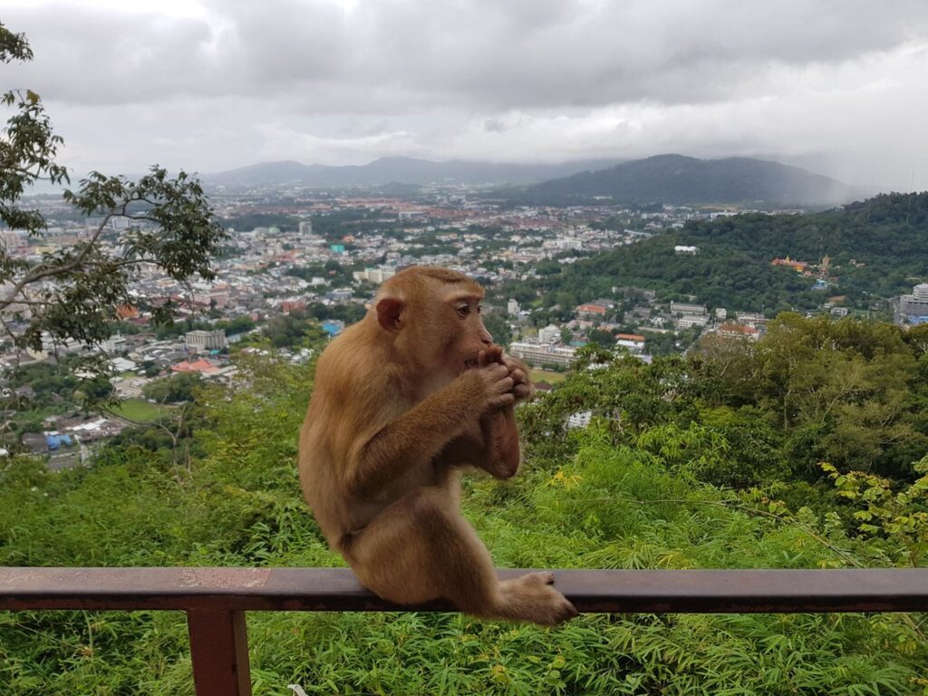 must see phuket town