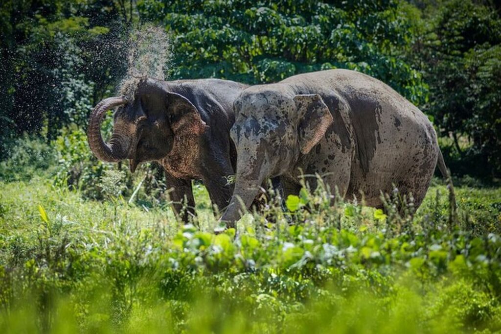 elephant jungle sanctuary phuket experience