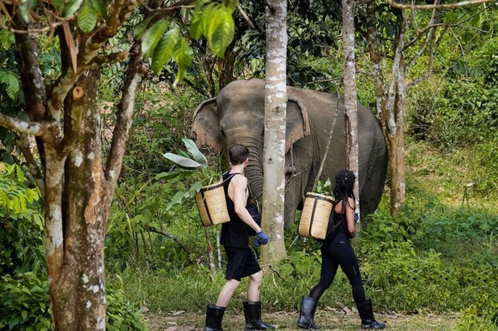 best elephant sanctuary in phuket