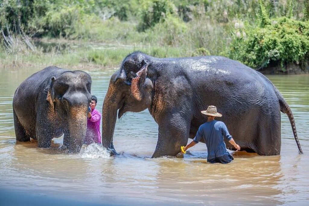 ethical elephant sanctuary phuket