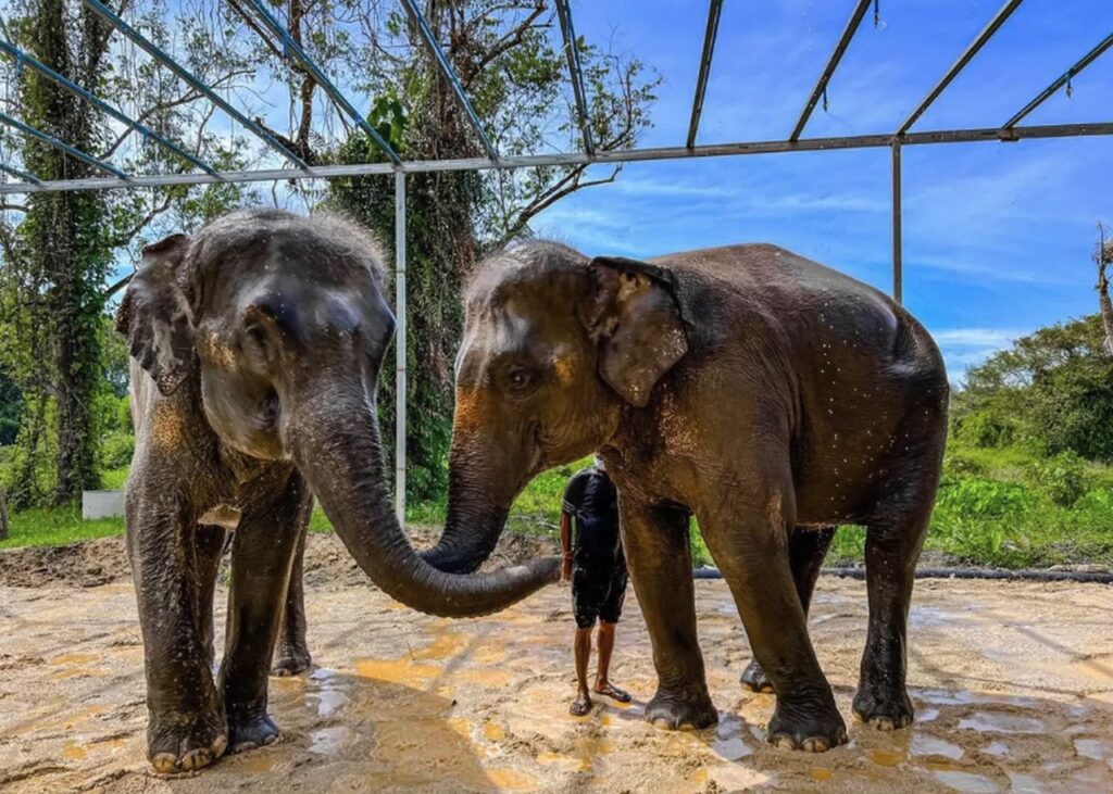 elephant sanctuary phuket tour