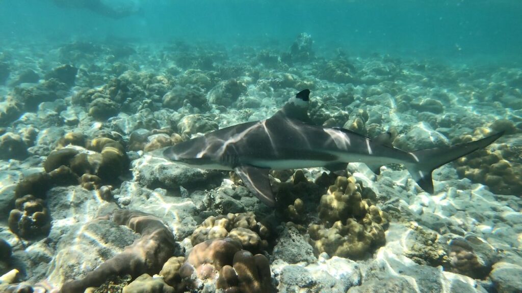 shark point phuket